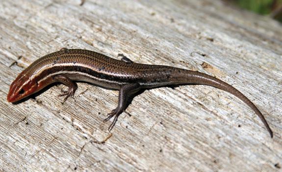 A brown skink with white and dark-brown stripes down the length of its body and a red head.